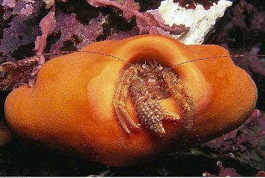 剧情向解谜冒险游戏《星之仪式：重制版》发售日公布 1月30日正式推出